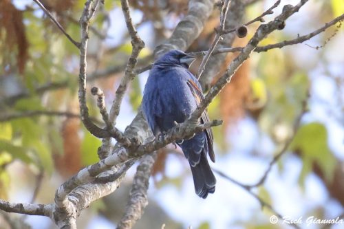 Blue Grosbeak