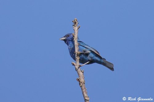 Blue Grosbeak