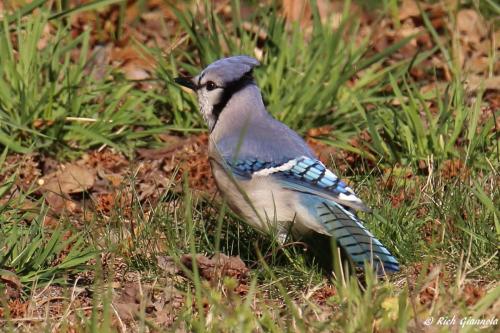 Blue Jay