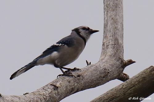 Blue Jay