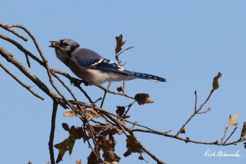 Blue Jay snacking on some berries