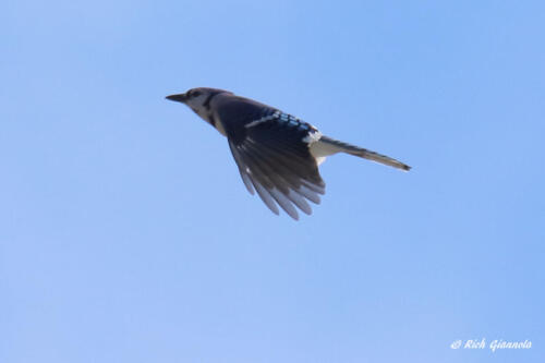 Blue Jay on the wing