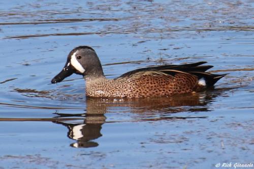 Blue-Winged Teal