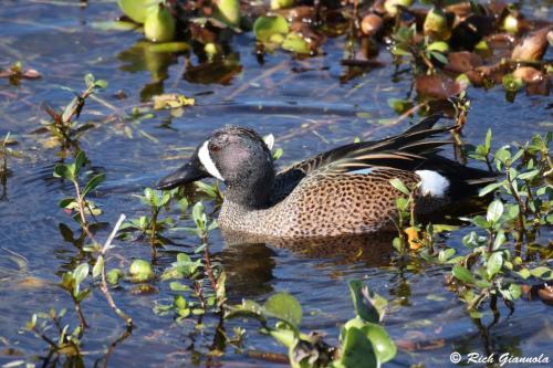 Blue-Winged Teal