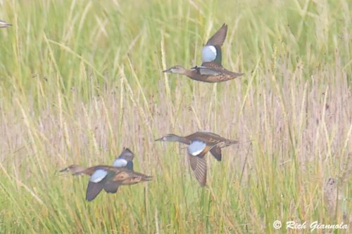 Blue-Winged Teal