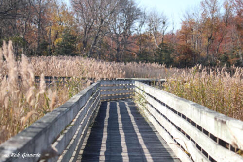 Boardwalk at Prime Hook NWR