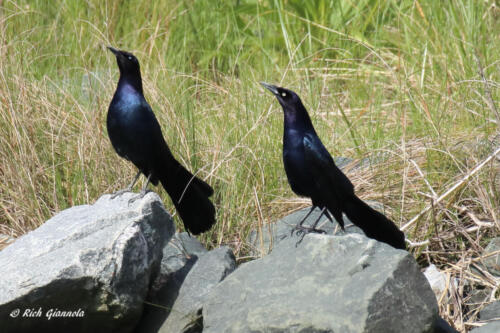 A pair of Boat-Tailed Grackles stretching a bit