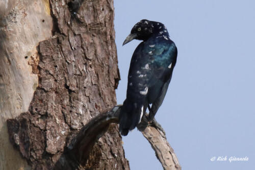 A molting Boat-Tailed Grackle