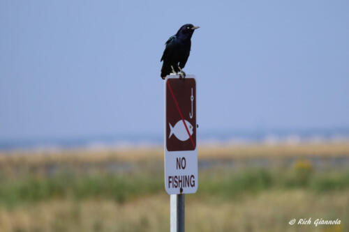 Boat-Tailed Grackle not fishing