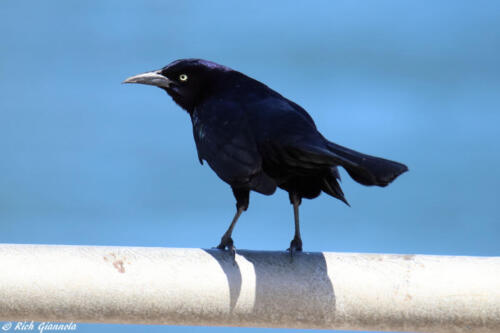 Boat-Tailed Grackle