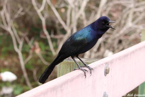 Boat-Tailed Grackle