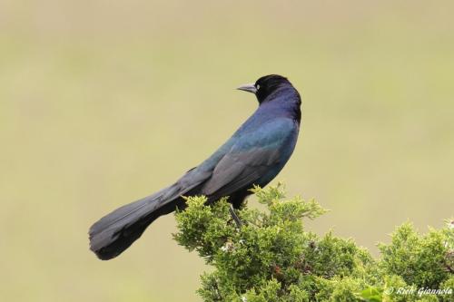 Boat-Tailed Grackle