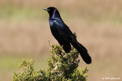 Boat-Tailed Grackle