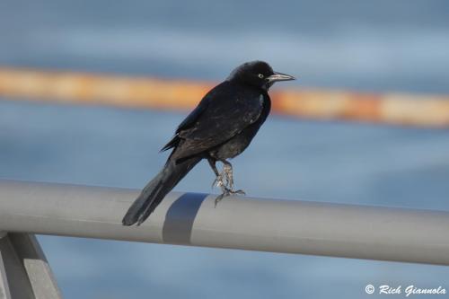 Boat-Tailed Grackle