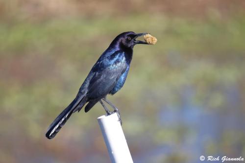 Boat-Tailed Grackle