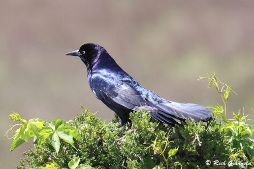 Boat-Tailed Grackle
