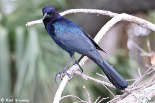 Boat-Tailed Grackle