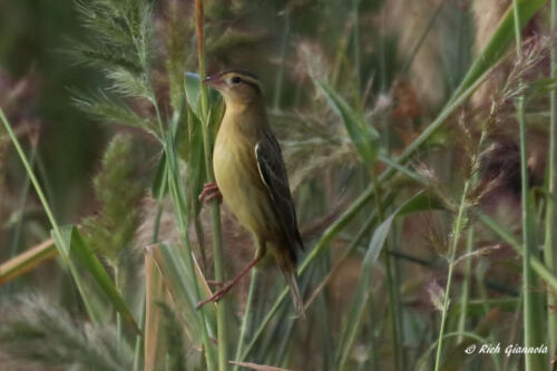 Bobolink - female or fall male