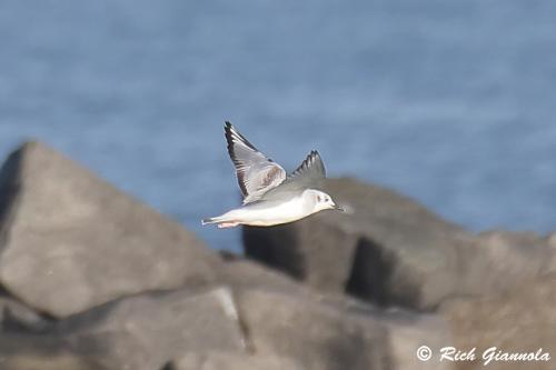 Bonaparte's Gull