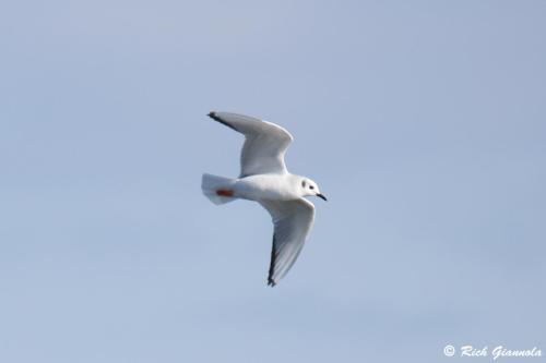 Bonaparte's Gull