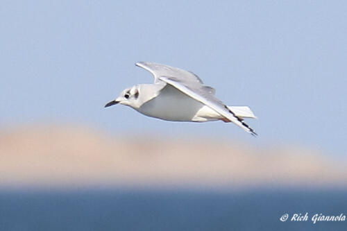 Bonaparte's Gull