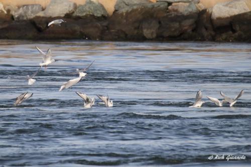 Bonaparte's Gulls