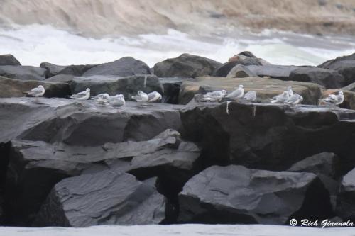 Bonaparte's Gulls