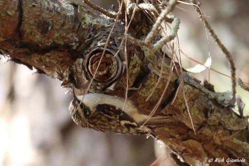 Brown Creeper