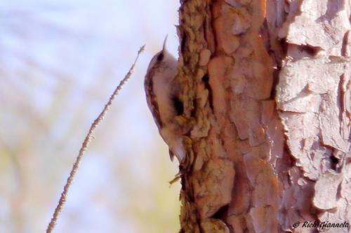 Brown Creeper