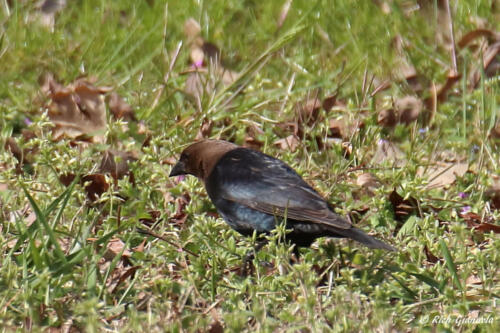 Brown-Headed Cowbird