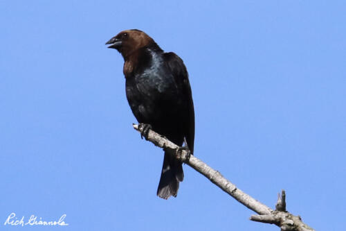 Brown-Headed Cowbird at the top of a tree