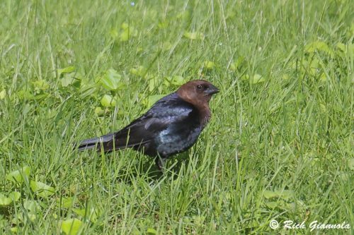 Brown-Headed Cowbird