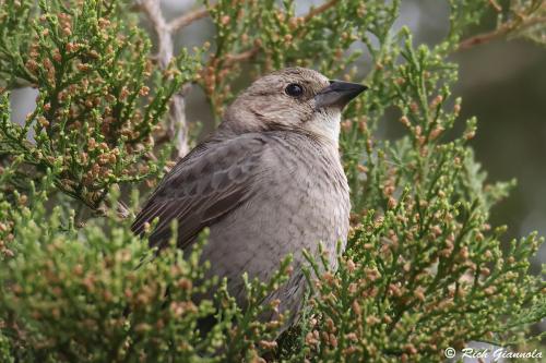 Brown-Headed Cowbird