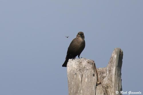 Brown-Headed Cowbird