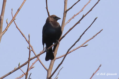 A calm Brown-Headed cowbird