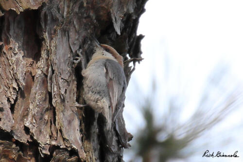 Brown-Headed Nuthatch climbing the bark