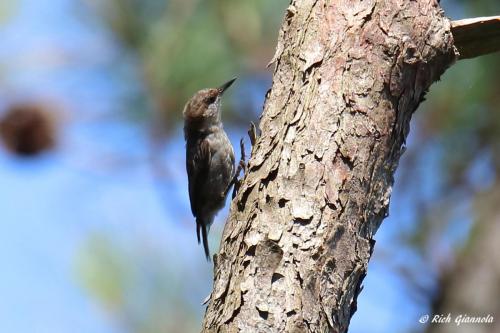 Brown-Headed Nuthatch