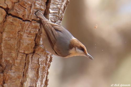 Brown-Headed Nuthatch