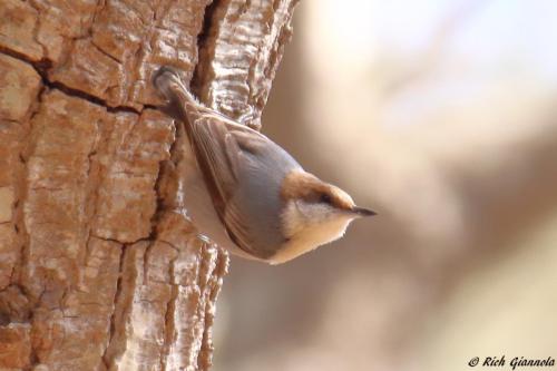 Brown-Headed Nuthatch