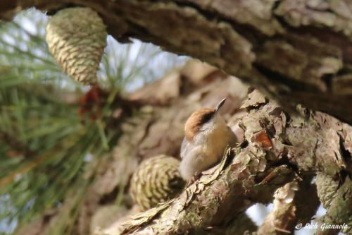 Brown-Headed Nuthatch