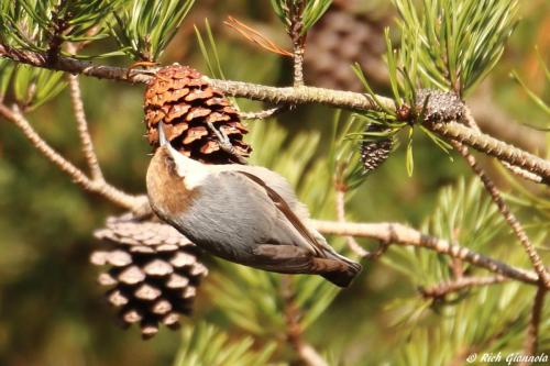 Brown-Headed Nuthatch