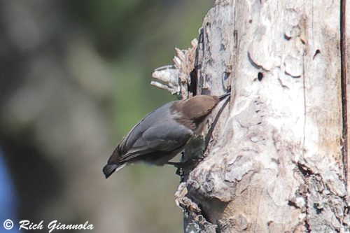 Brown-Headed Nuthatch
