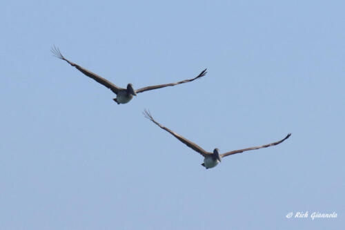 A pair of Brown Pelicans gliding in