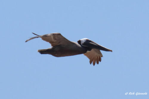 A Brown Pelican coming ashore