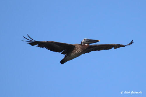 A gliding Brown Pelican