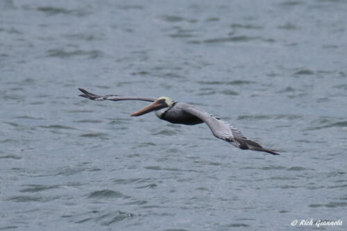 A Brown Pelican cruising by