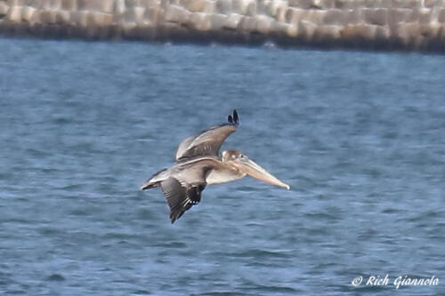 Brown Pelican about to land