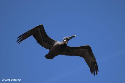 Brown Pelican