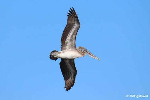 Brown Pelican