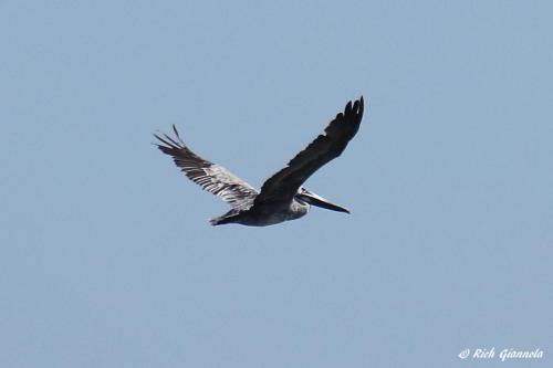 Brown Pelican